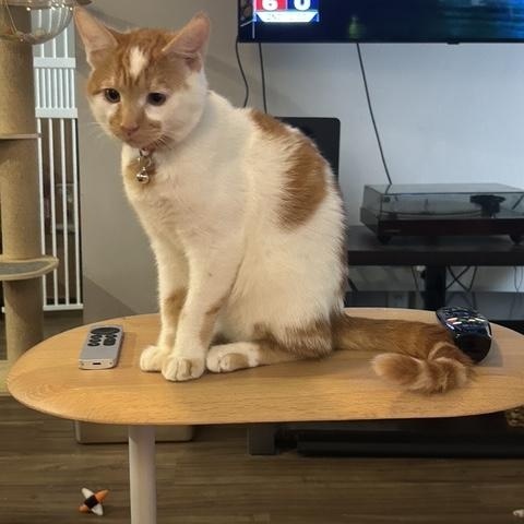 Patches, a Adoptable American Shorthair in Manhattan Beach, CA image 2/3