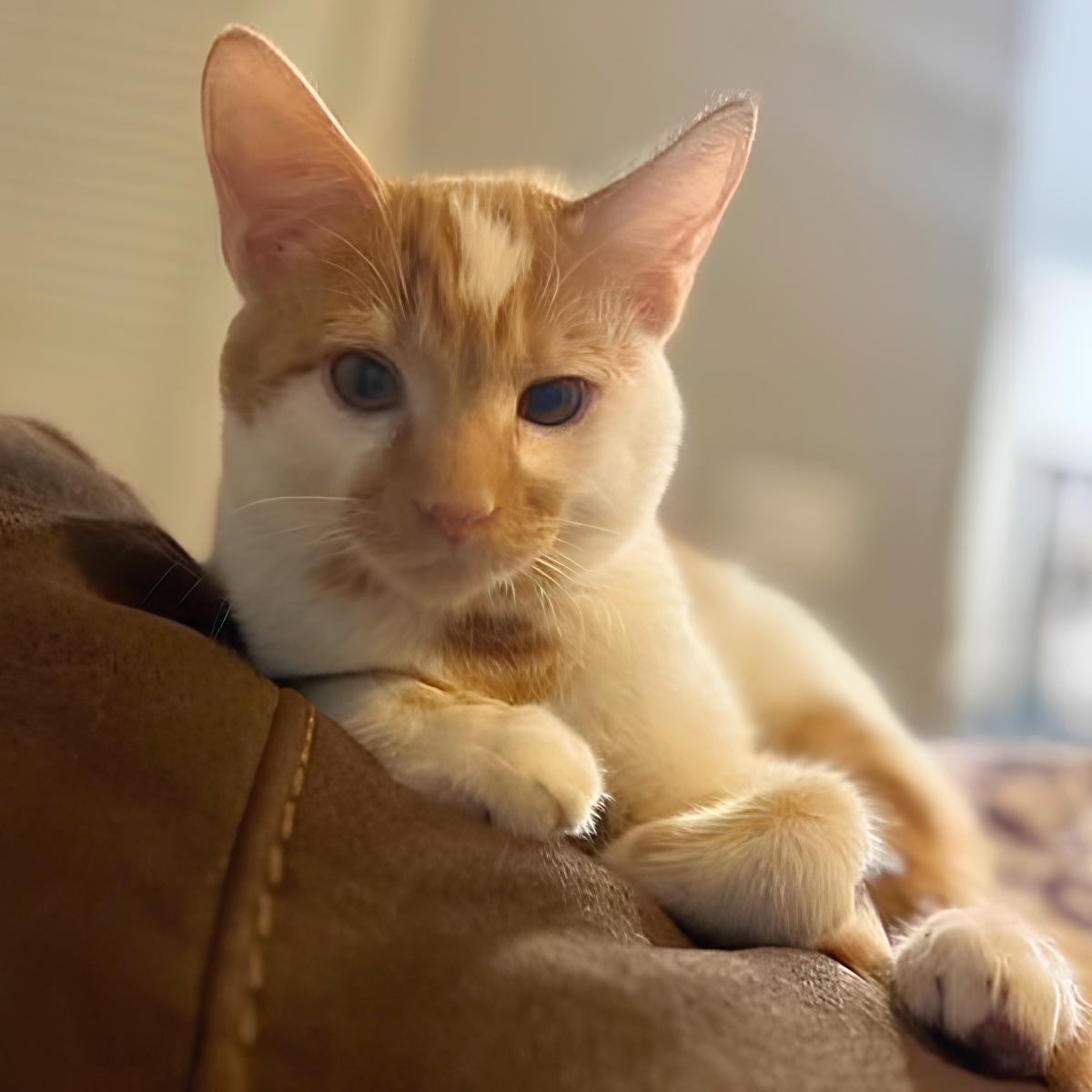 Patches (& Reggie), an adoptable Domestic Short Hair in Manhattan Beach, CA image 5/6