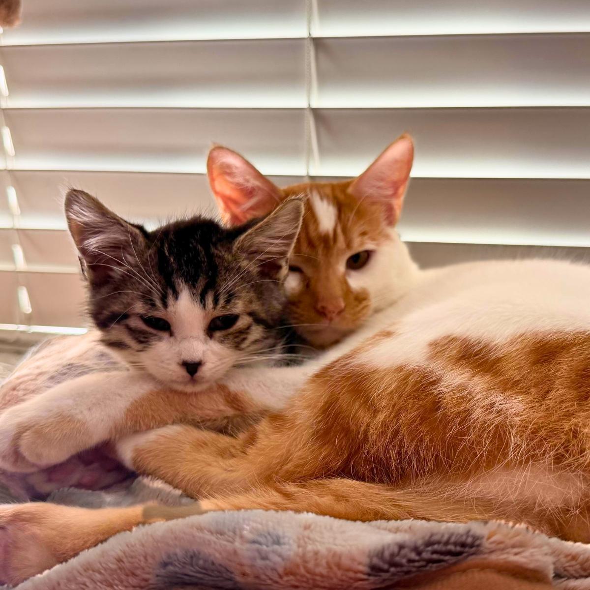 Patches (& Reggie), an adoptable Domestic Short Hair in Manhattan Beach, CA image 2/6