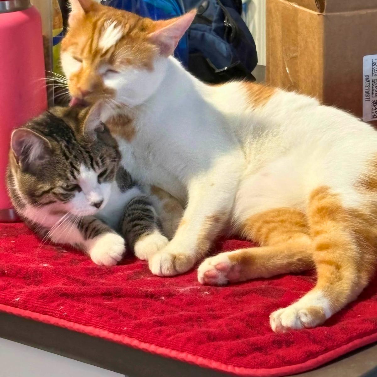 Patches (& Reggie), an adoptable Domestic Short Hair in Manhattan Beach, CA image 4/6