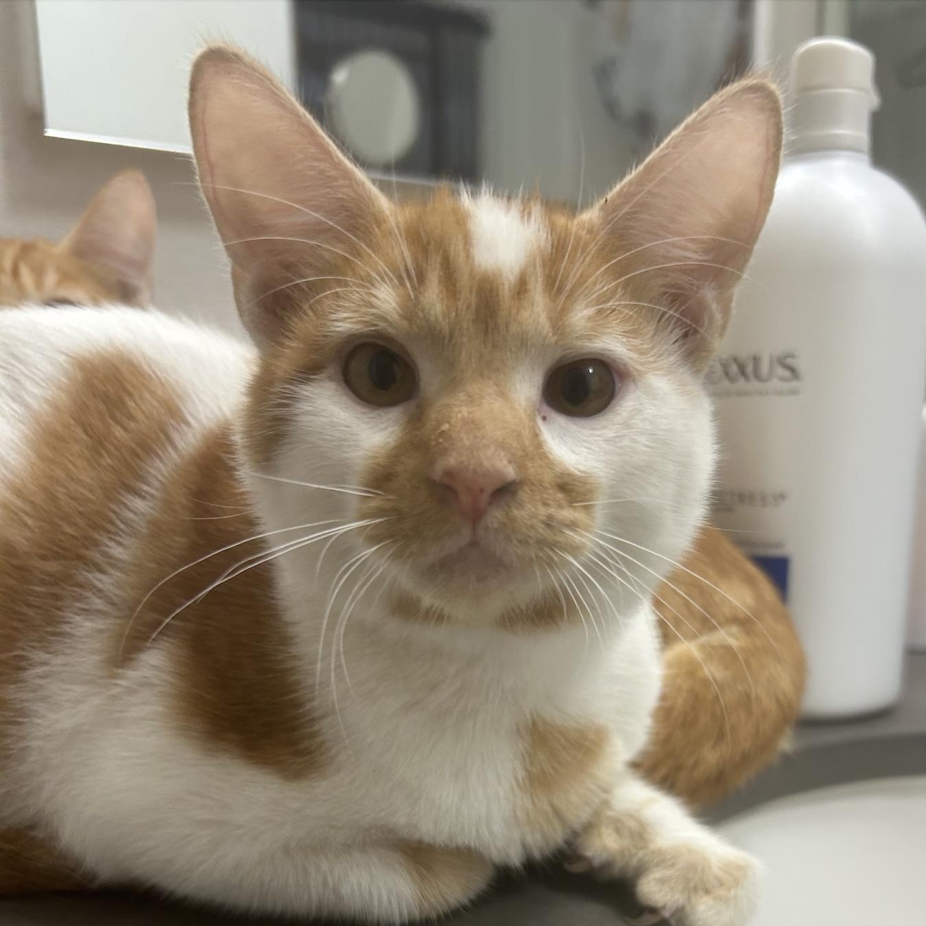 Patches, Adoptable, Kitten Male American Shorthair.