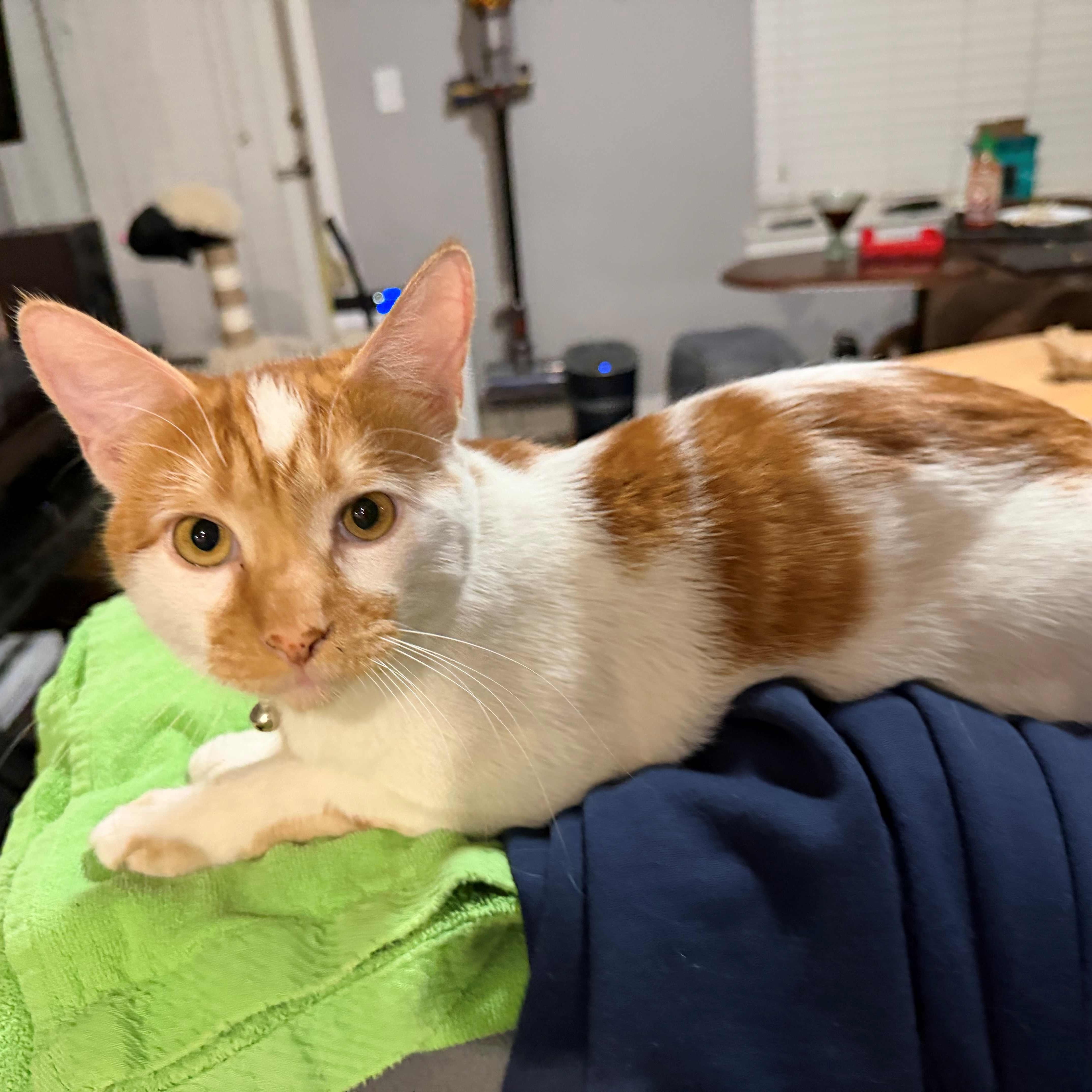 Patches (Must Go WIth Reggie), adoptable, Young Male American Shorthair.