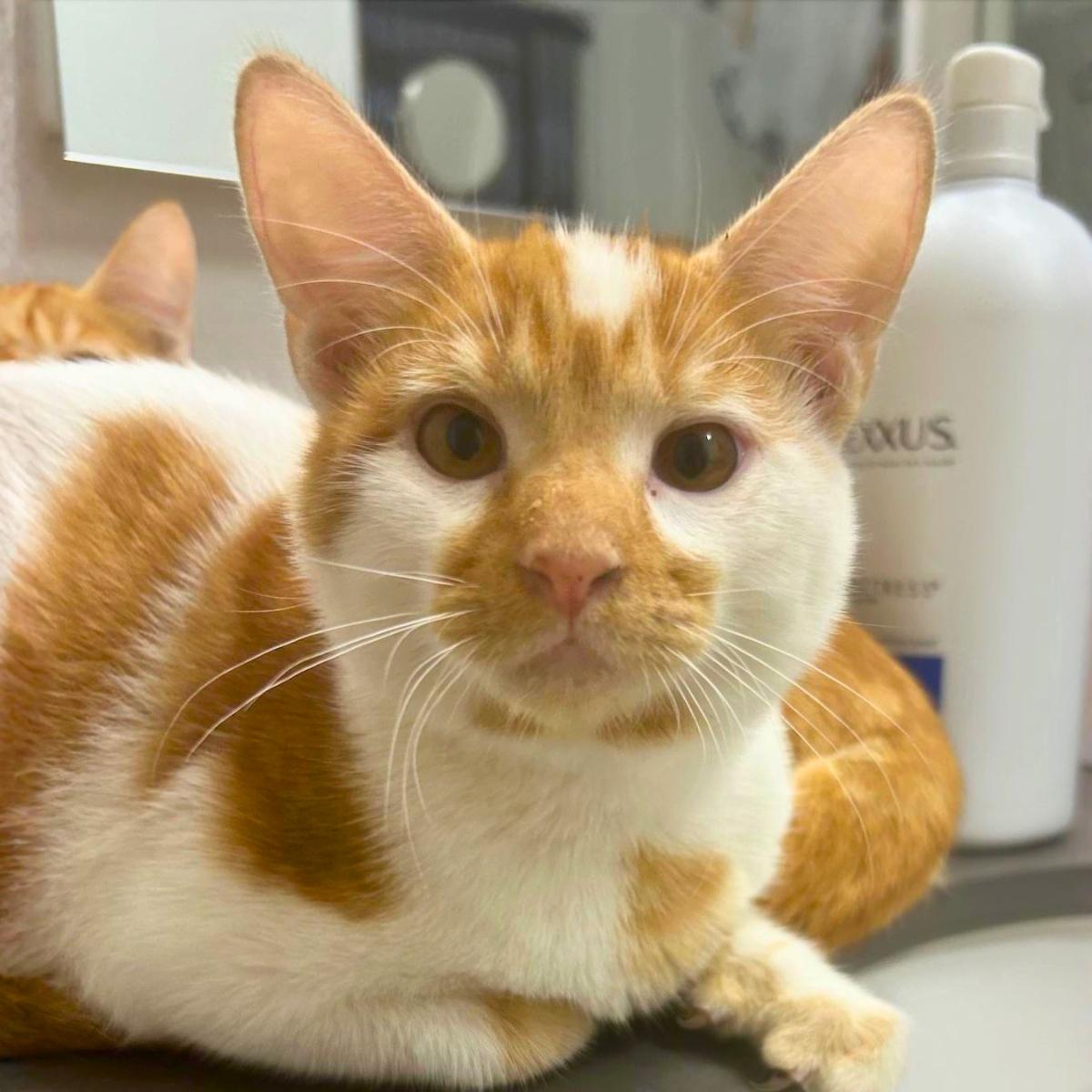 Patches (& Reggie), an adoptable Domestic Short Hair in Manhattan Beach, CA image 3/6