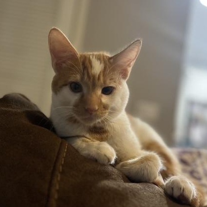 Patches, a Adoptable American Shorthair in Manhattan Beach, CA image 3/3