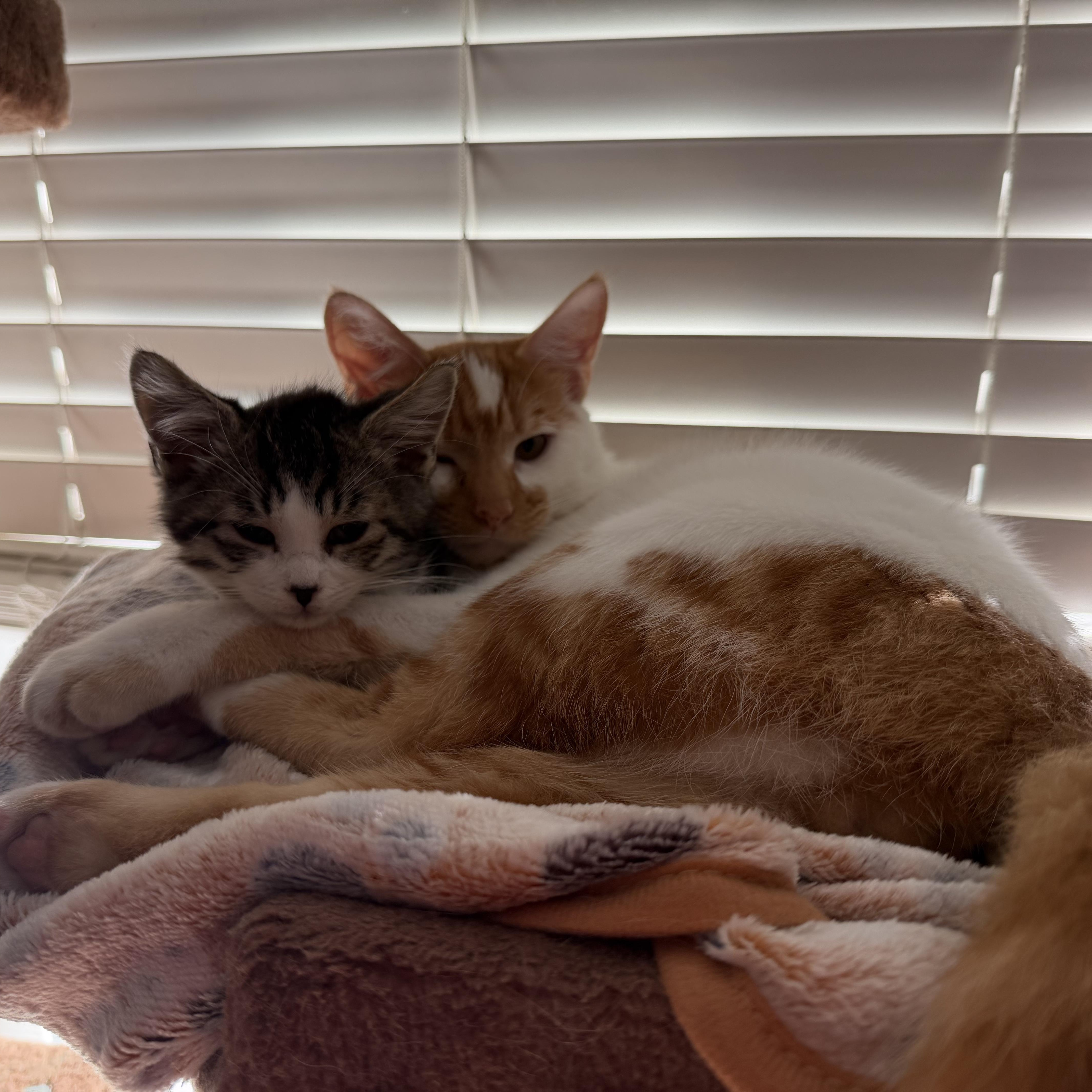 Enlarge Patches (Must Go WIth Reggie), an adoptable American Shorthair in Manhattan Beach, CA image 5/6