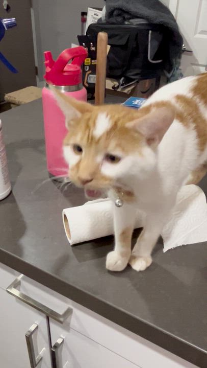 Enlarge Patches (Must Go WIth Reggie), an adoptable American Shorthair in Manhattan Beach, CA video 6/6