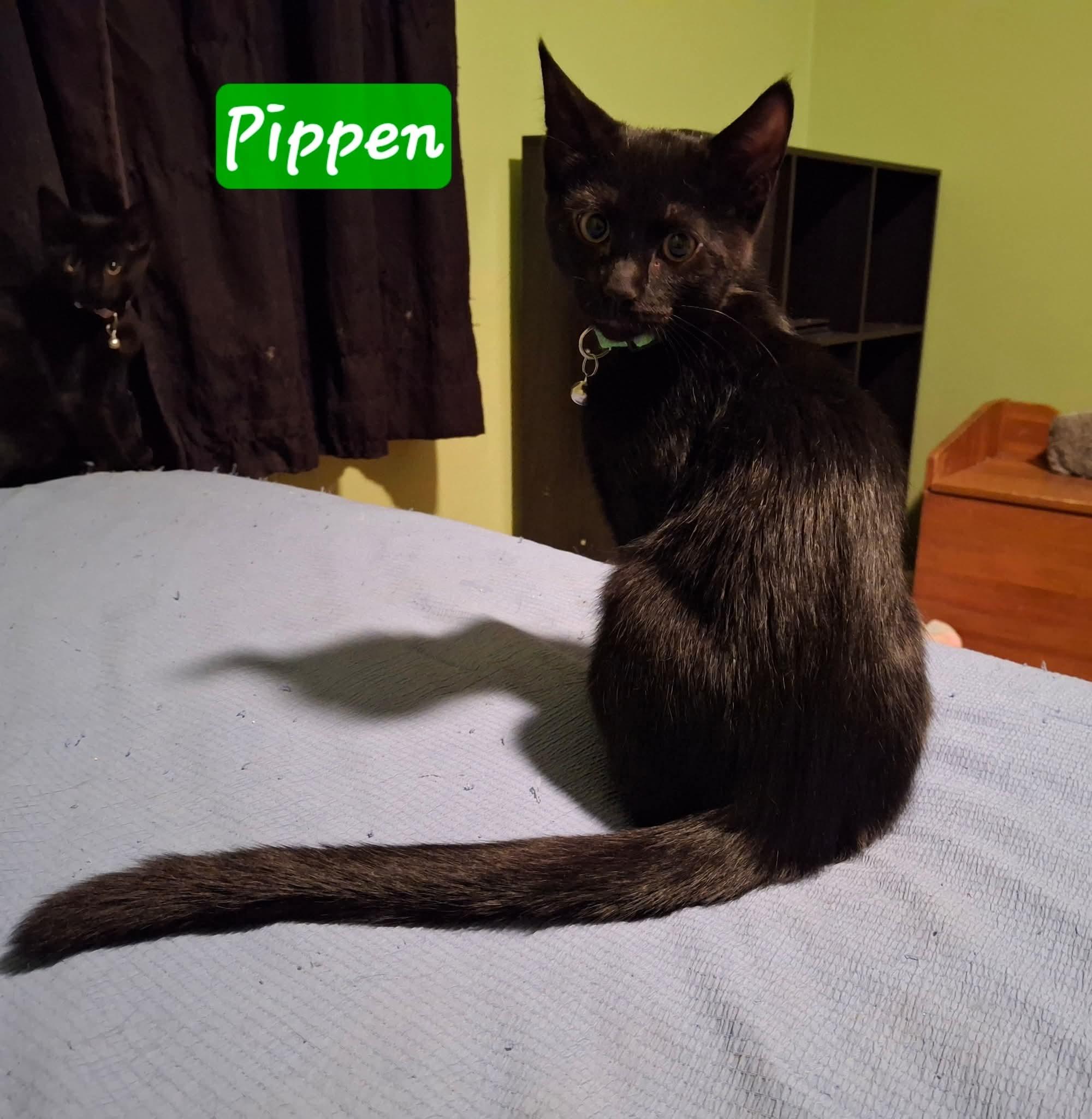 Pippin, Adoptable, Kitten Male Domestic Short Hair.