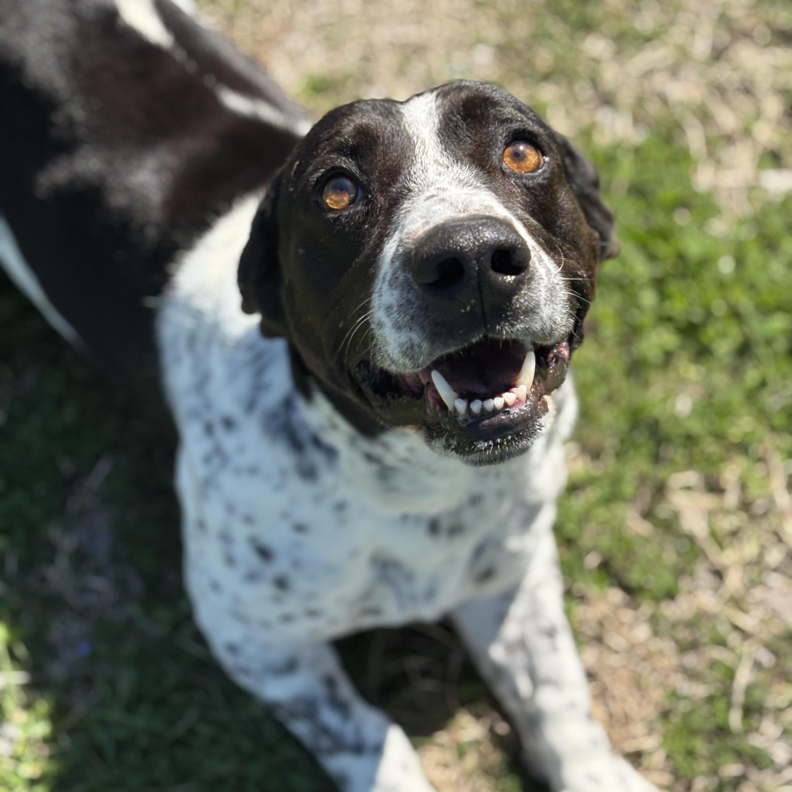 Enlarge Scooter, a ADOPTABLE mixed breed in Lowell, AR image 3/6