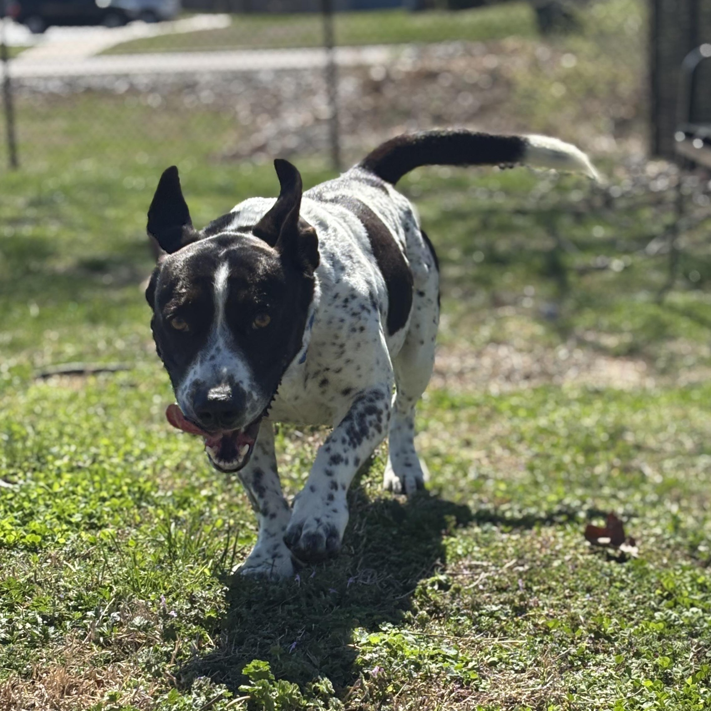 Enlarge Scooter, a ADOPTABLE mixed breed in Lowell, AR image 5/6