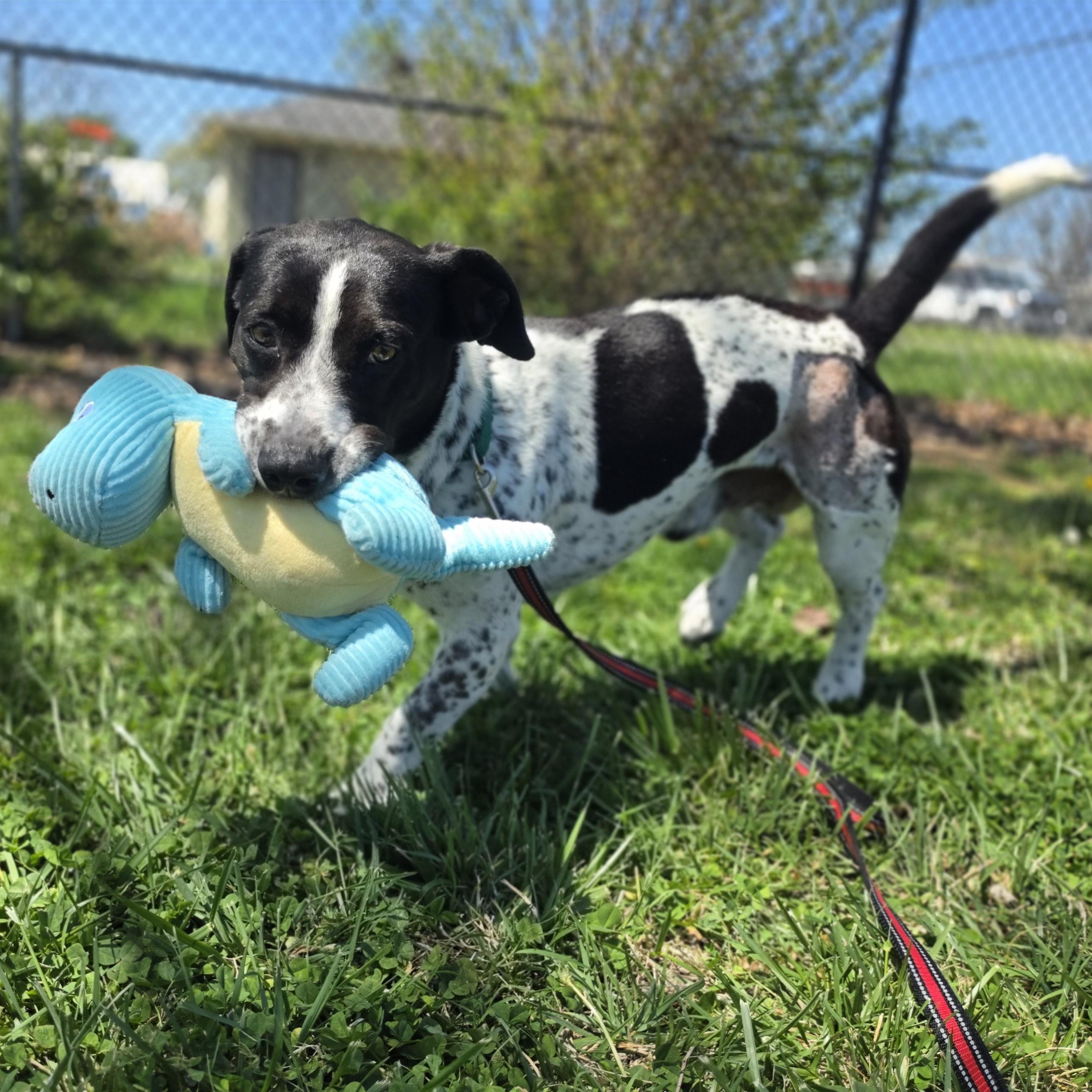 Enlarge Scooter, a ADOPTABLE mixed breed in Lowell, AR image 1/6