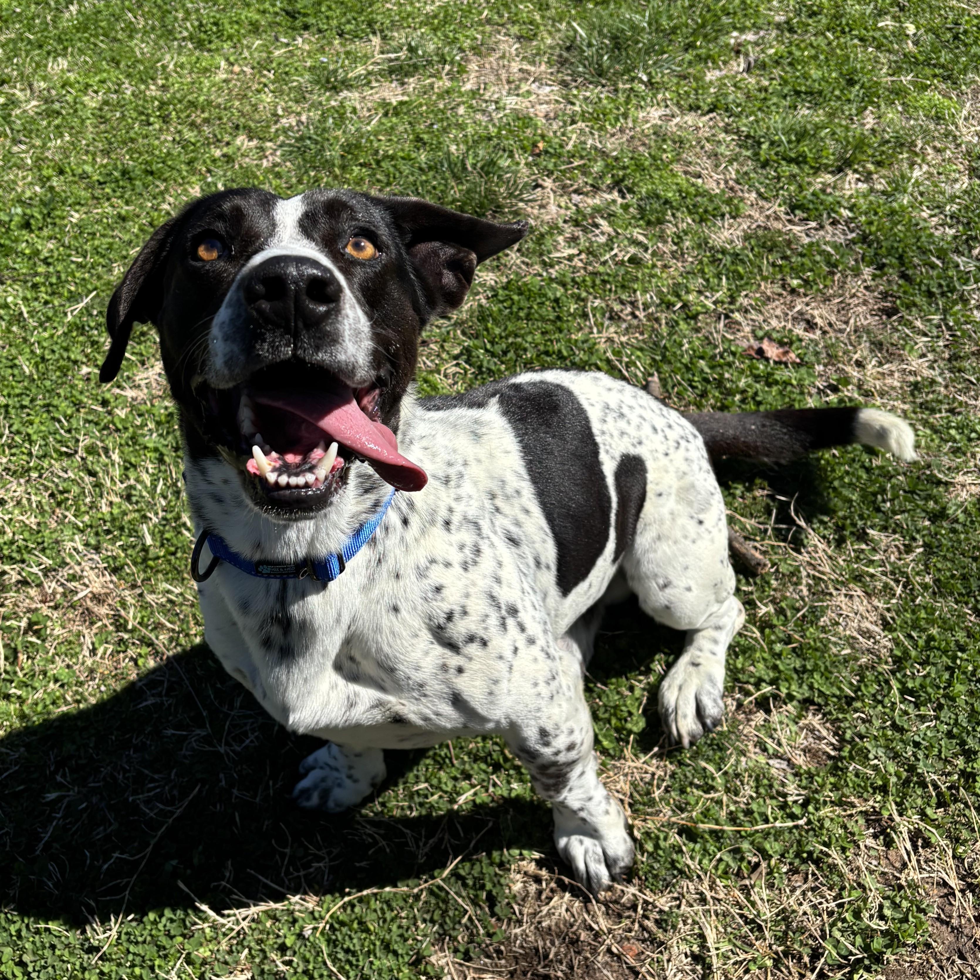 Enlarge Scooter, a ADOPTABLE mixed breed in Lowell, AR image 6/6