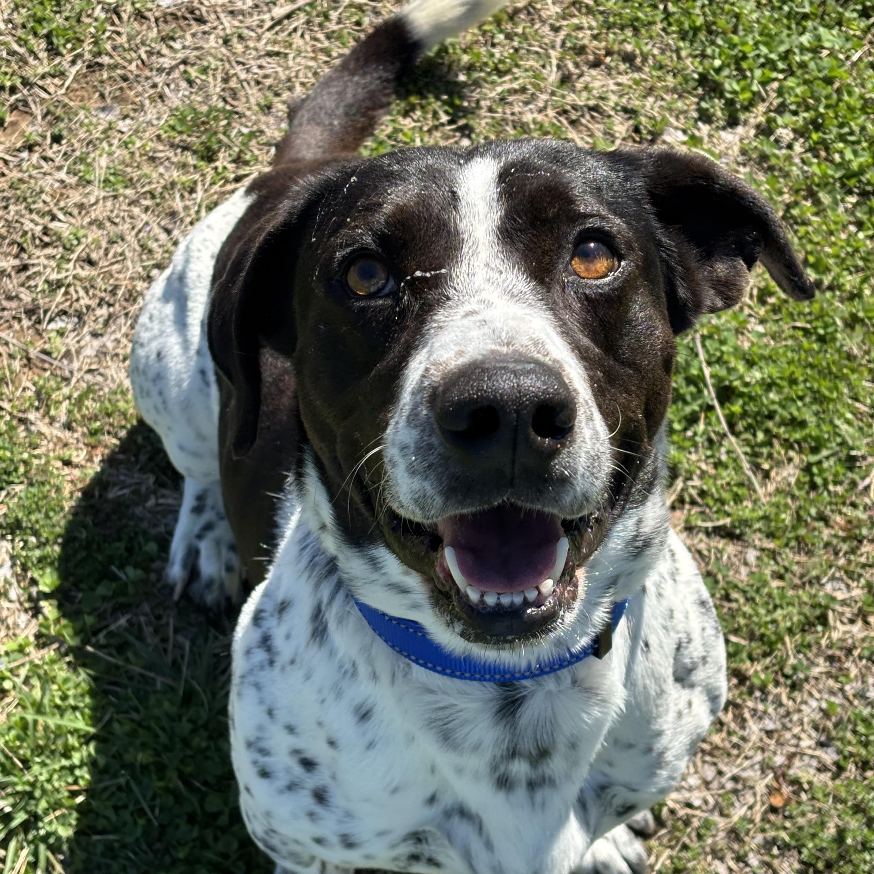 Enlarge Scooter, a ADOPTABLE mixed breed in Lowell, AR image 4/6