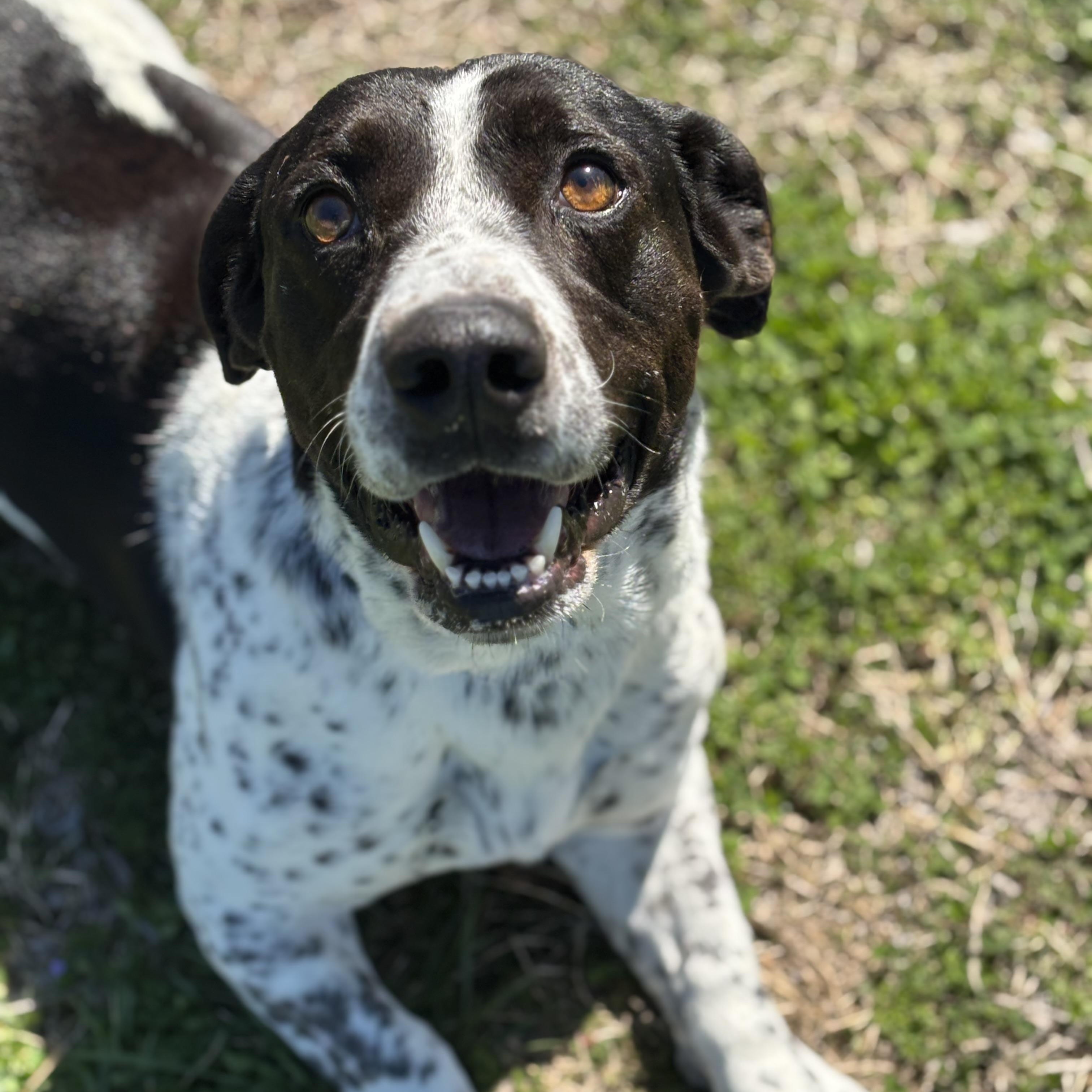 Enlarge Scooter, a ADOPTABLE mixed breed in Lowell, AR image 2/6