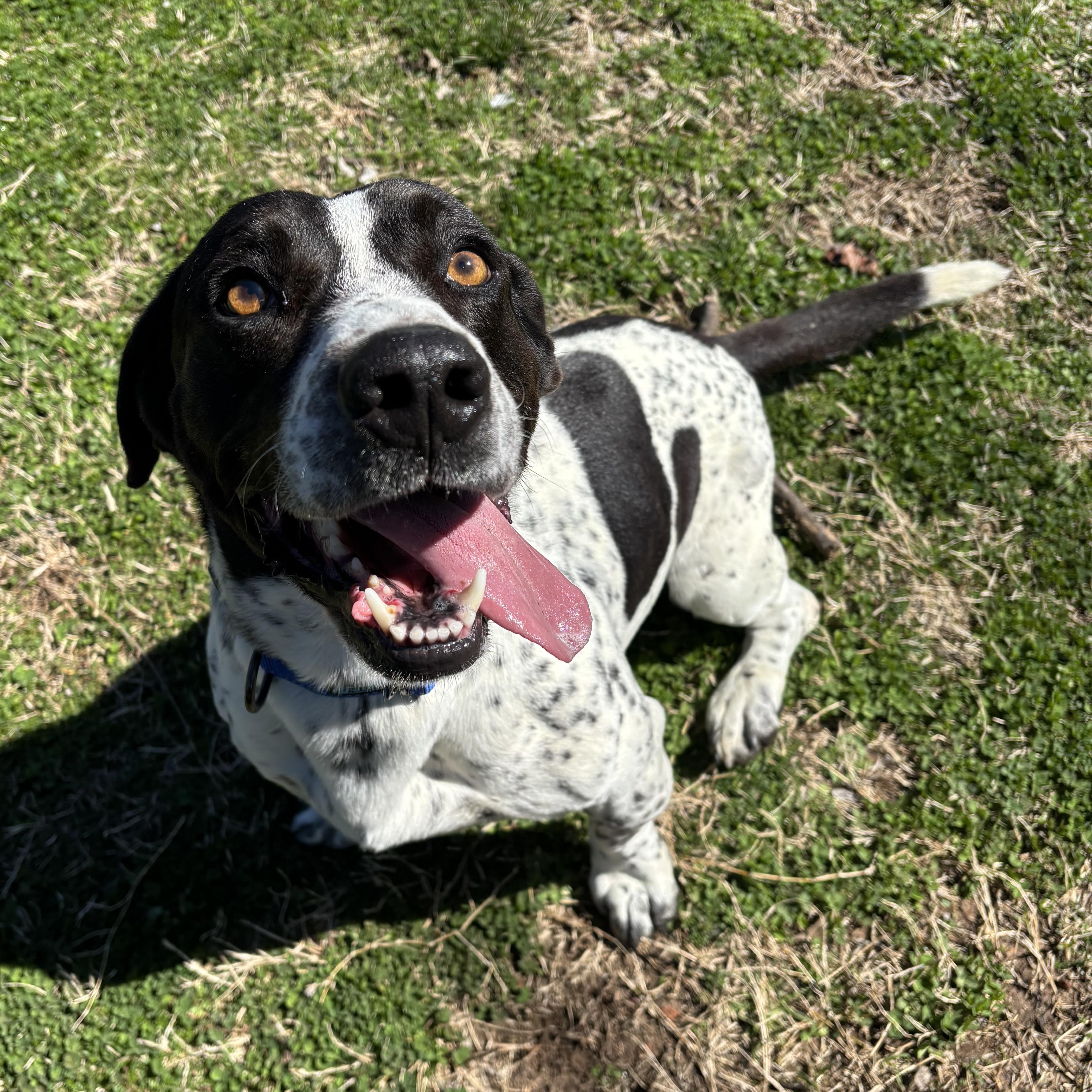 Scooter, ADOPTABLE, Adult Male Basset Hound.