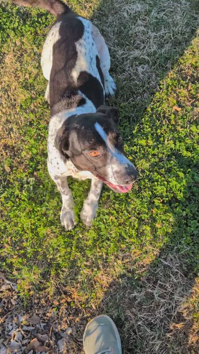 Enlarge Scooter, a ADOPTABLE mixed breed in Lowell, AR video 6/6