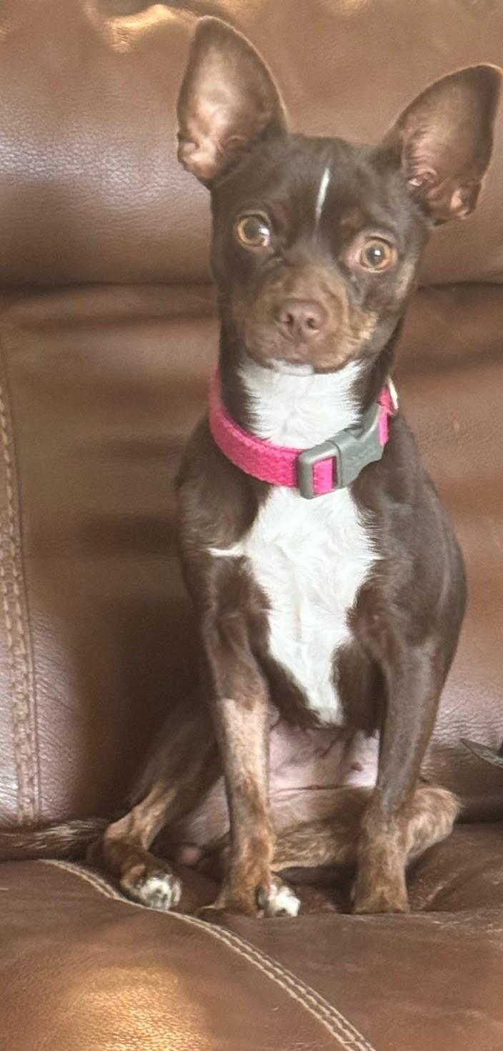 Cici