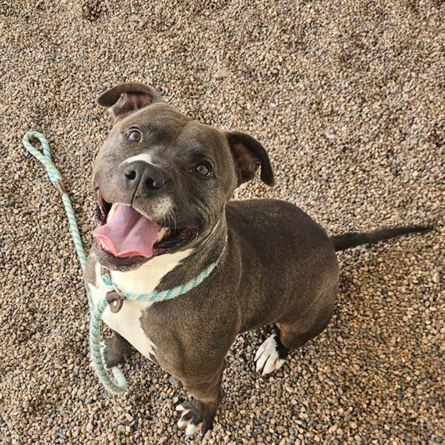 Enlarge SIR DUKE, a Adoptable mixed breed in Mesa, AZ image 1/1