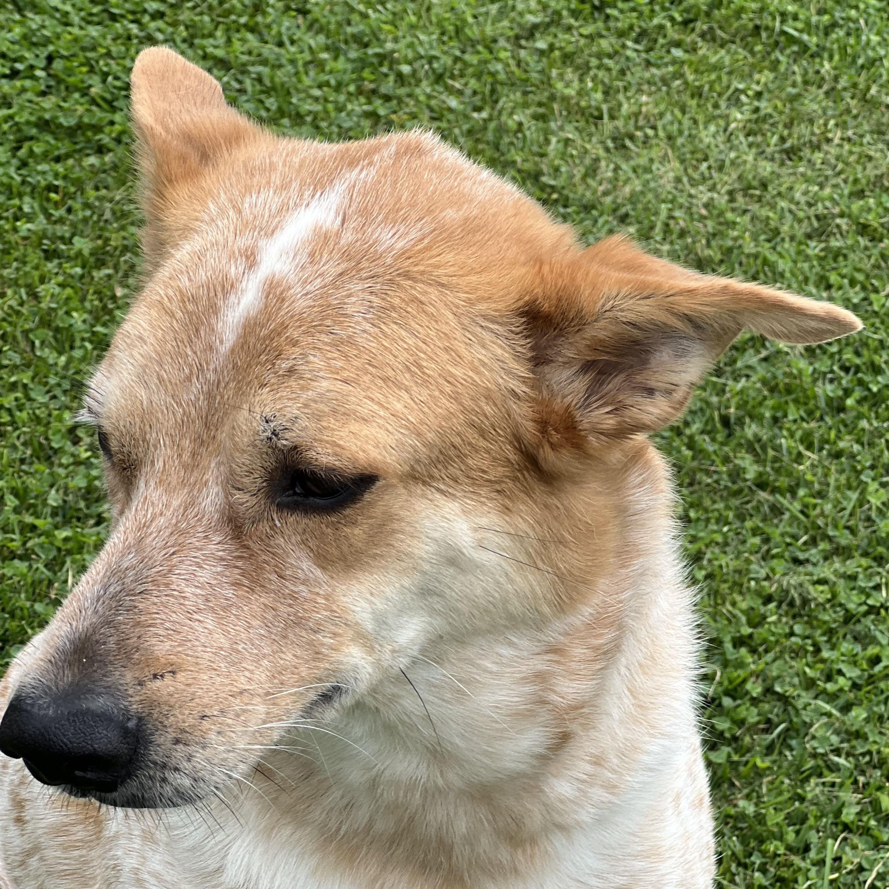 Enlarge Knox, a Adopted Australian Cattle Dog / Blue Heeler in Elkton, MI image 4/5
