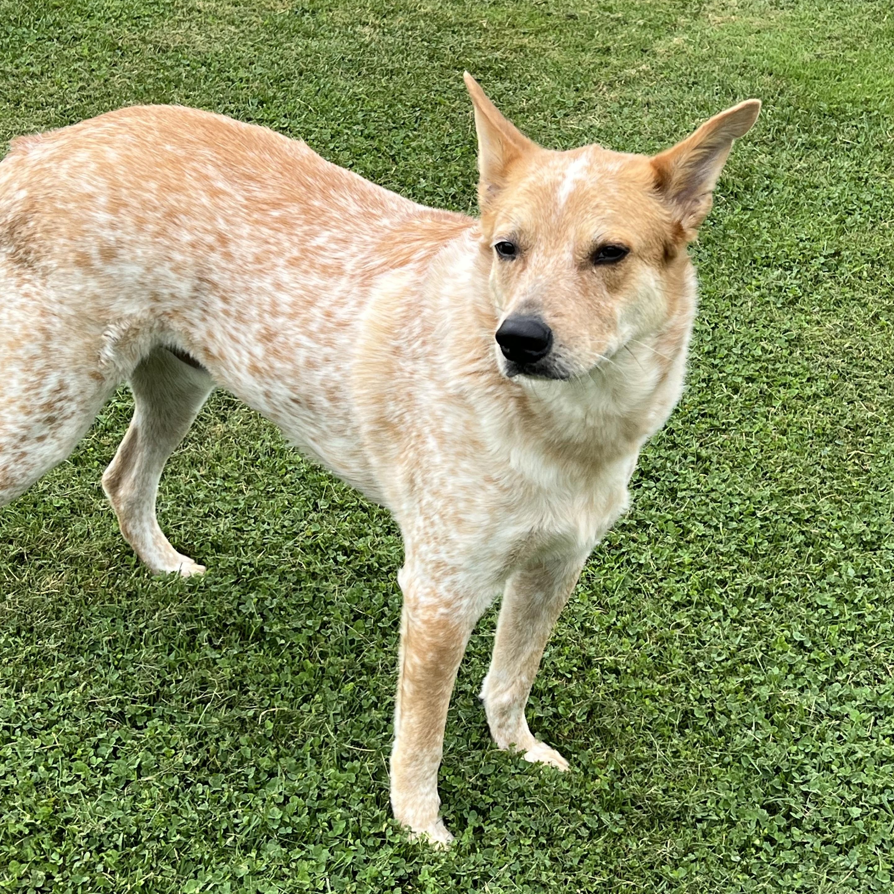 Enlarge Knox, a Adopted Australian Cattle Dog / Blue Heeler in Elkton, MI image 3/5