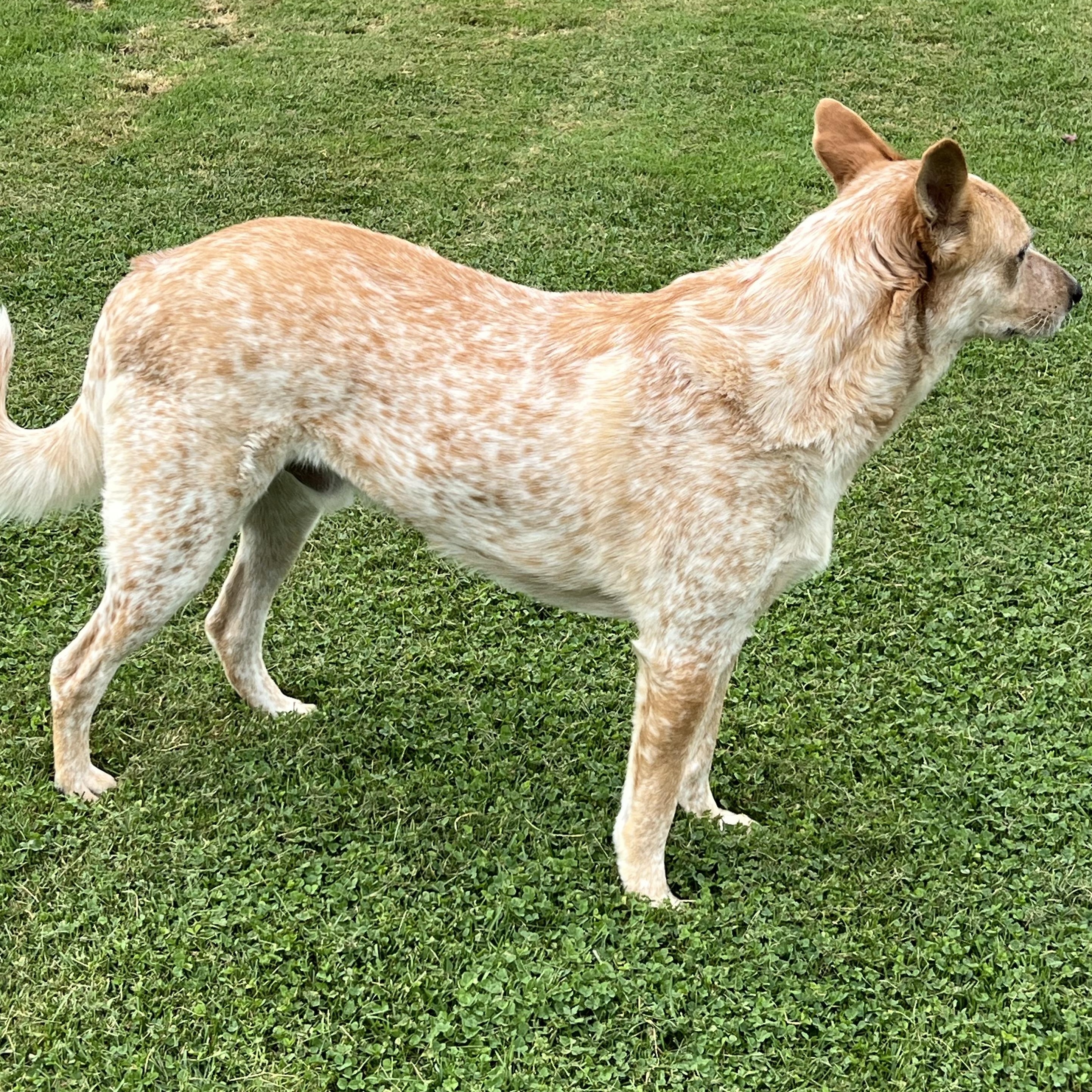 Enlarge Knox, a Adopted Australian Cattle Dog / Blue Heeler in Elkton, MI image 5/5