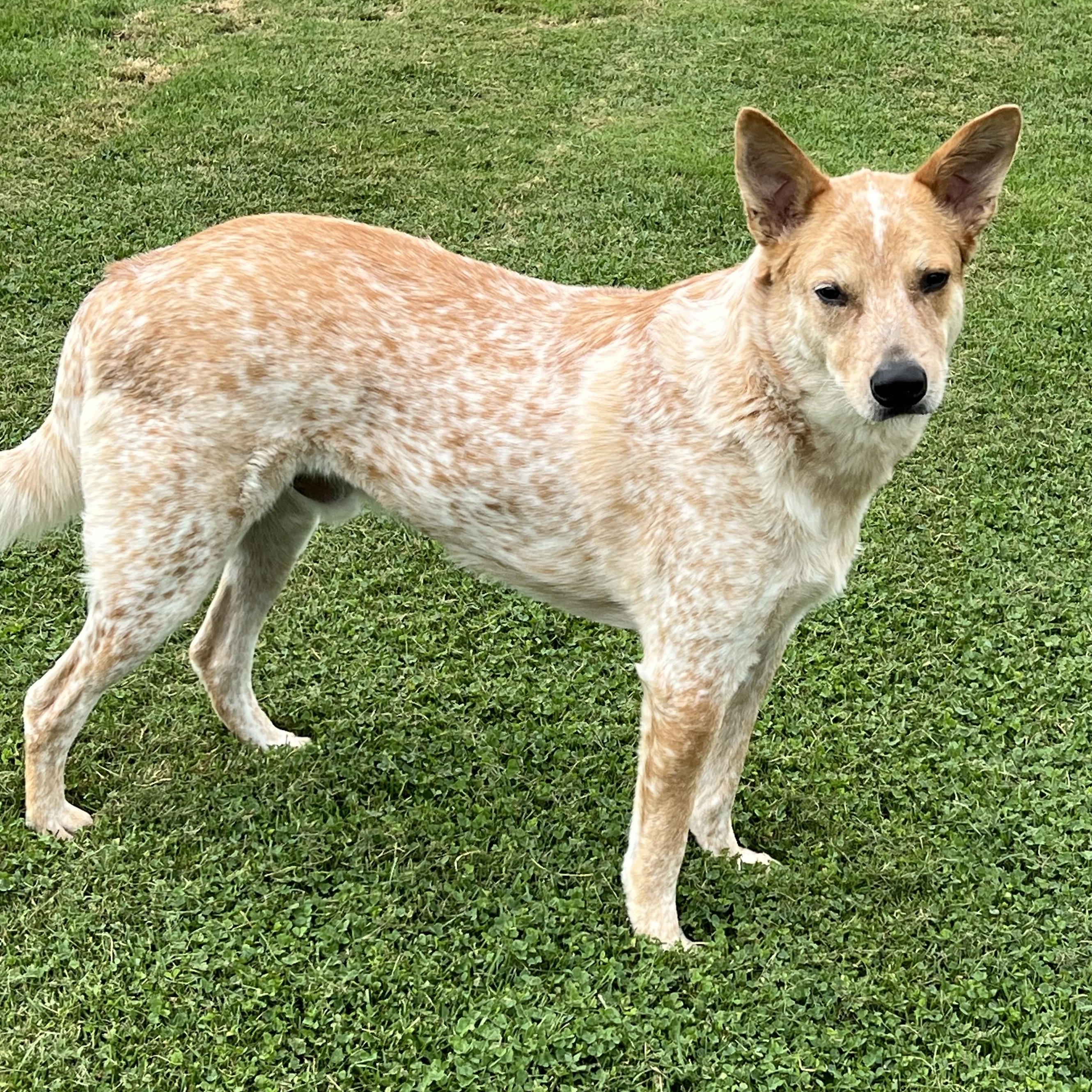 Enlarge Knox, a Adopted Australian Cattle Dog / Blue Heeler in Elkton, MI image 1/5