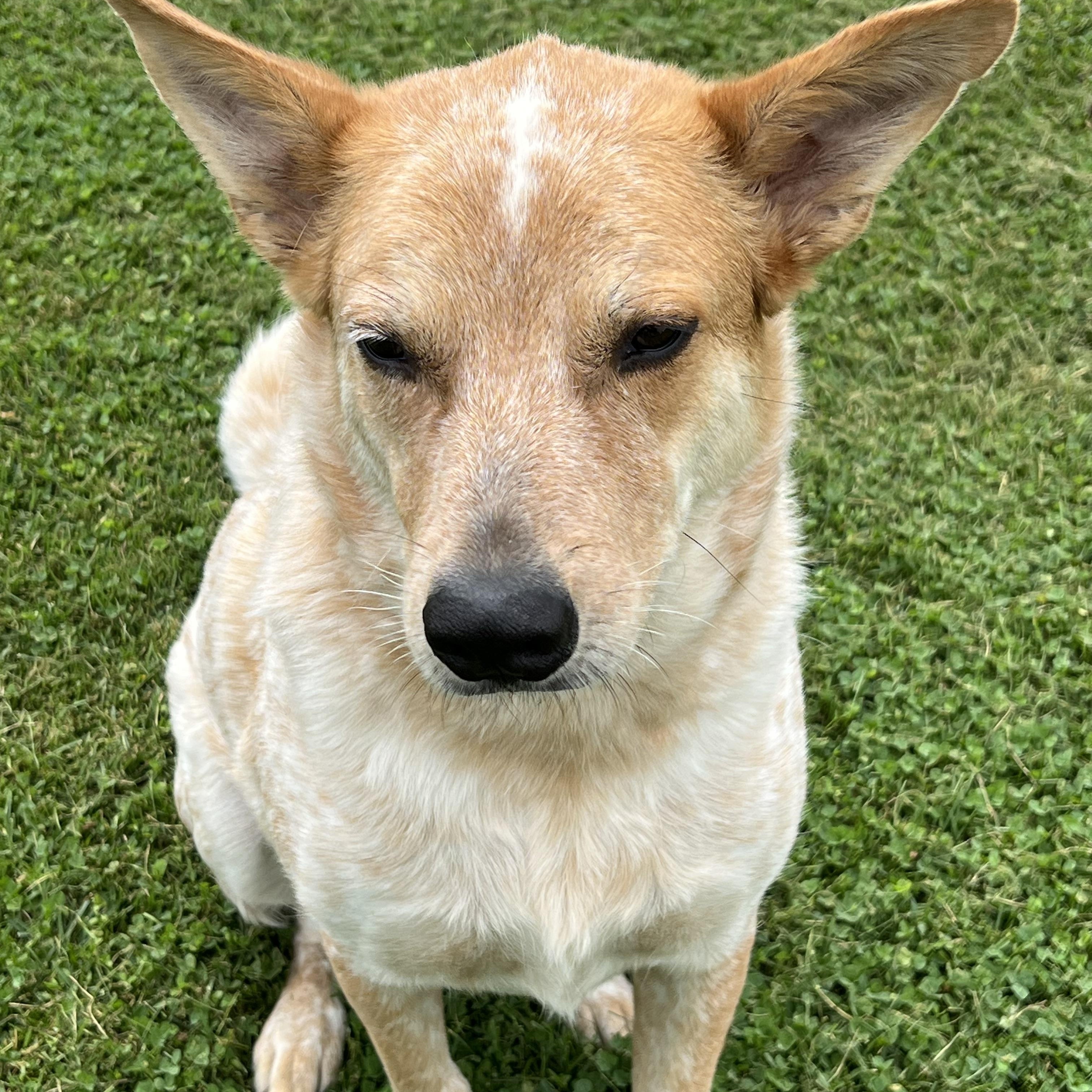 Enlarge Knox, a Adopted Australian Cattle Dog / Blue Heeler in Elkton, MI image 2/5