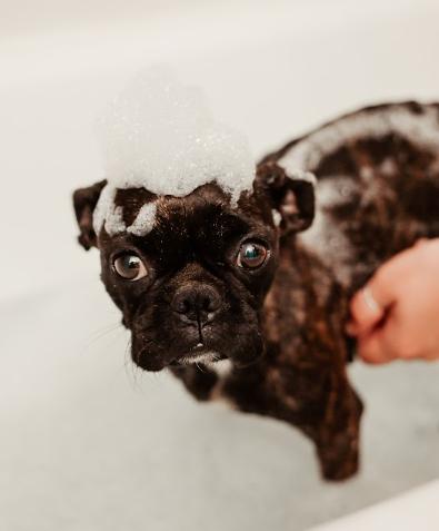 Dolly, Adoptable, Young Female Pug & French Bulldog.