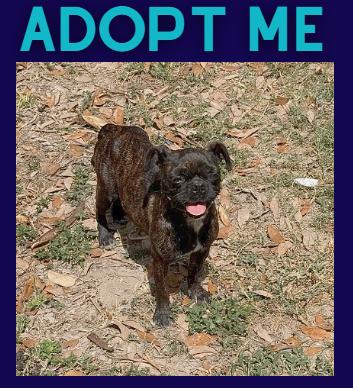 Dolly, a Adoptable mixed breed in Boulder, CO image 2/3