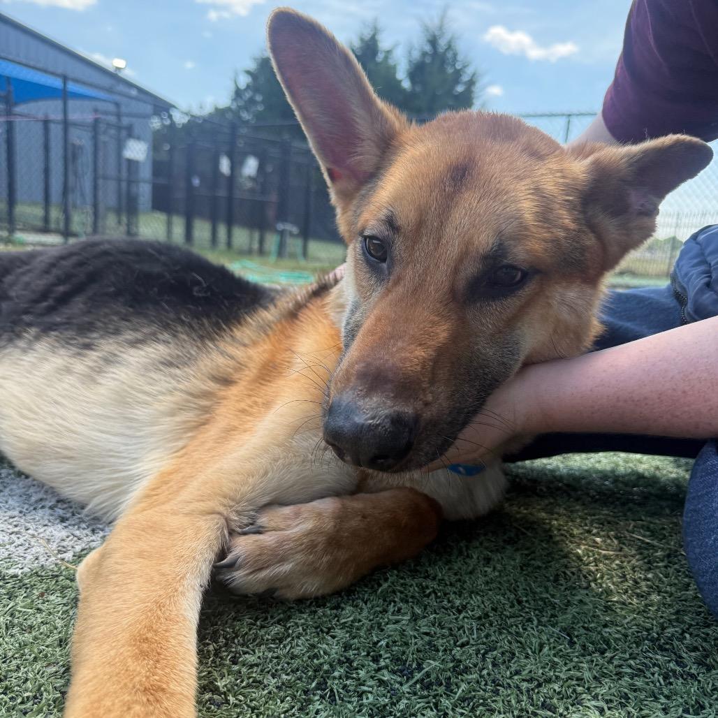 Enlarge Timon, a Adoptable mixed breed in Kittanning, PA image 1/5