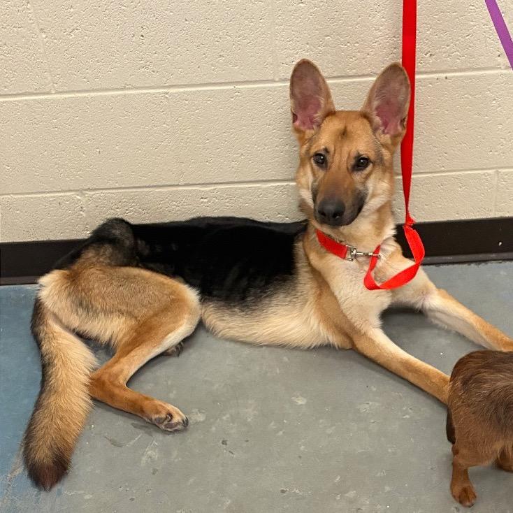Enlarge Timon, a Adoptable mixed breed in Kittanning, PA image 2/5