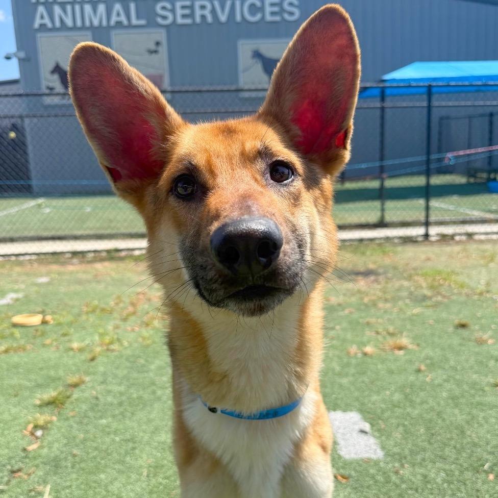 Enlarge Timon, a Adoptable mixed breed in Kittanning, PA image 3/5