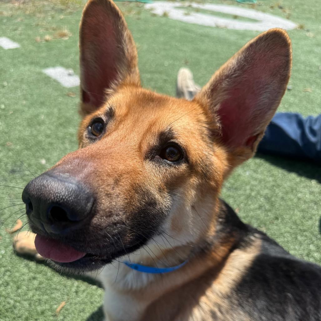 Enlarge Timon, a Adoptable mixed breed in Kittanning, PA image 5/5