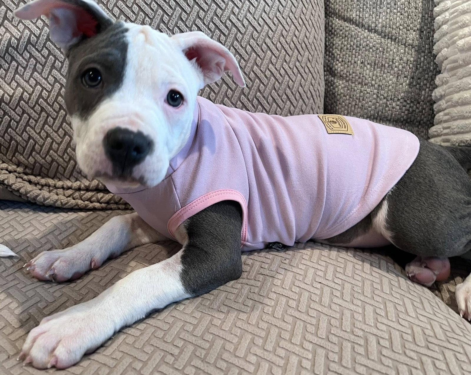 Georgia, Adoptable, Puppy Female Pit Bull Terrier.