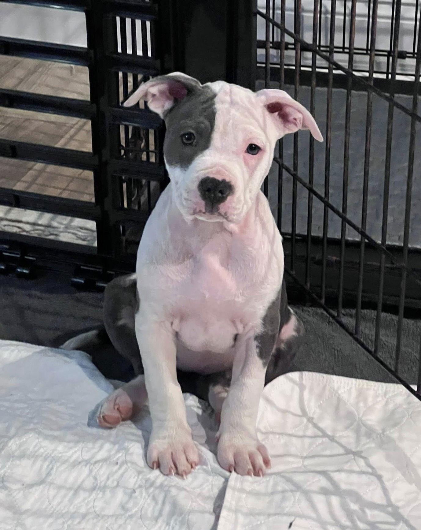 Enlarge Georgia, a Adoptable Pit Bull Terrier in Spotsylvania, VA image 3/3