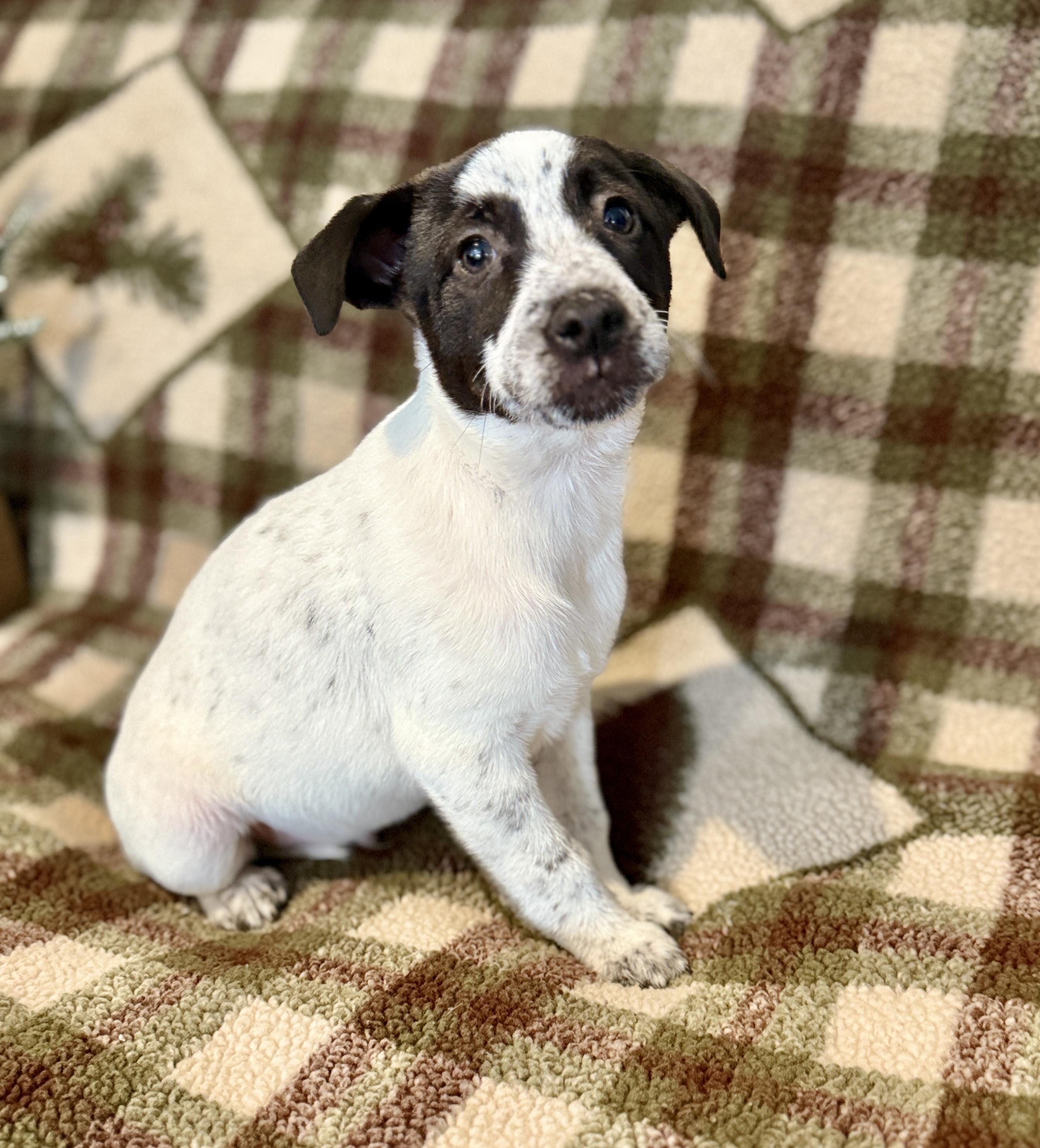 Tom Tom, ADOPTABLE, Puppy Male Jack Russell Terrier & Labrador Retriever.