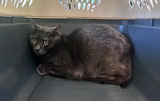Enlarge Coleman, a ADOPTABLE Domestic Short Hair in Nashville, TN image 1/1