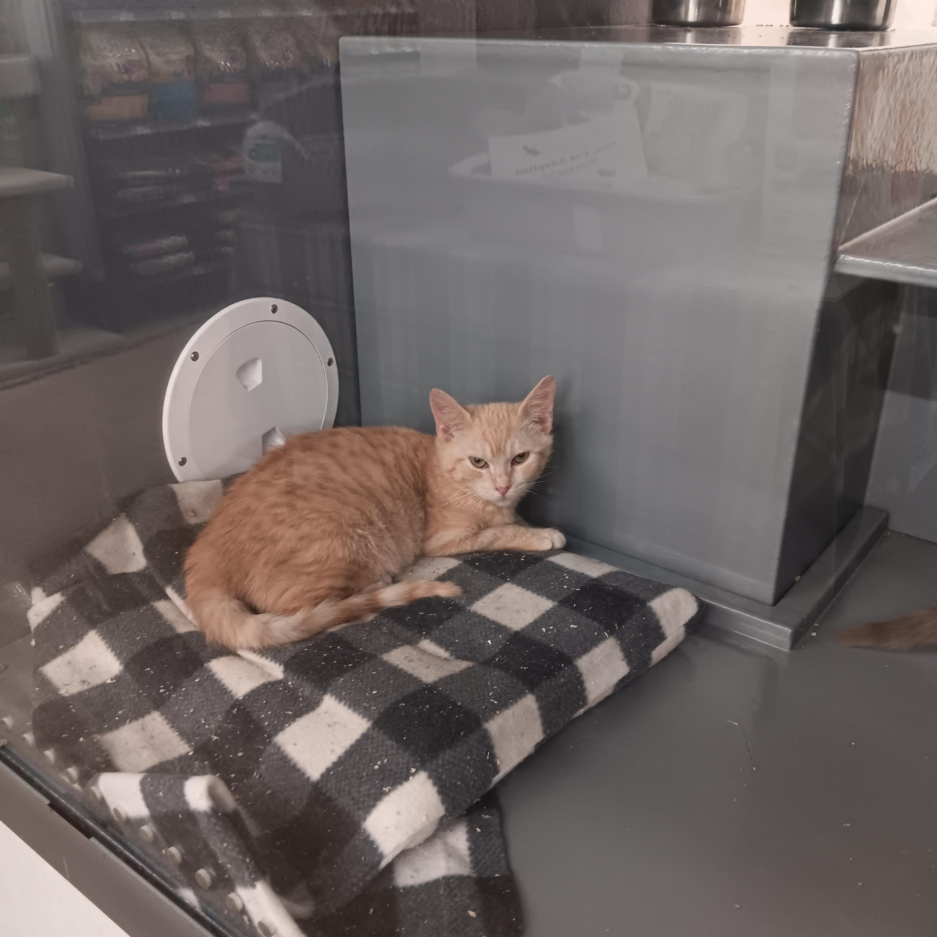 Enlarge Arlo and Alma, a ADOPTABLE mixed breed in North East, MD image 3/3