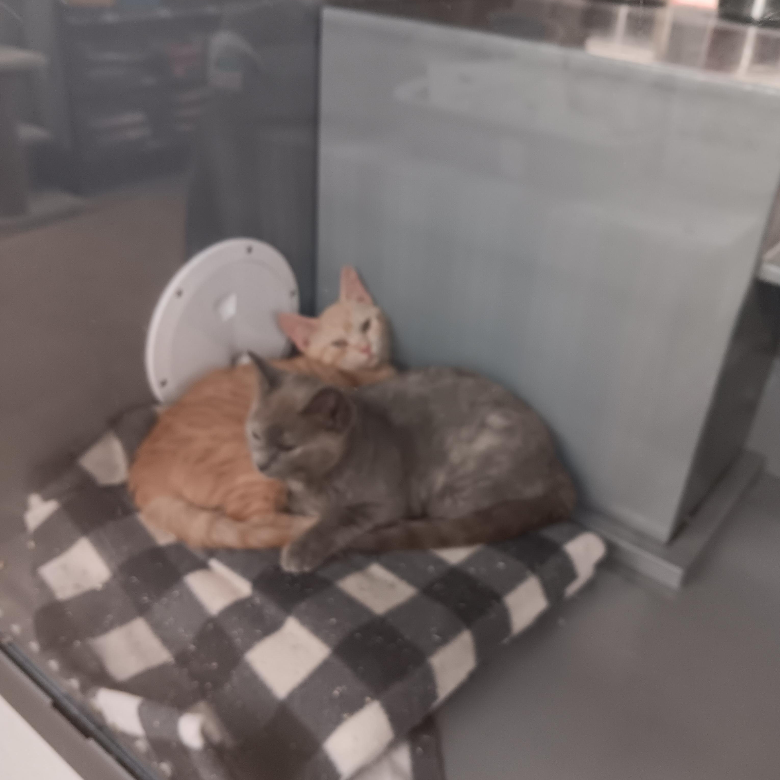 Enlarge Arlo and Alma, a ADOPTABLE mixed breed in North East, MD image 2/3