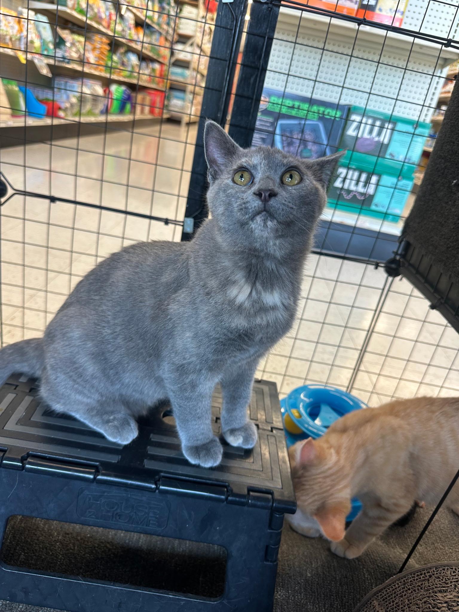 Arlo and Alma, a ADOPTABLE mixed breed in North East, MD image 3/4