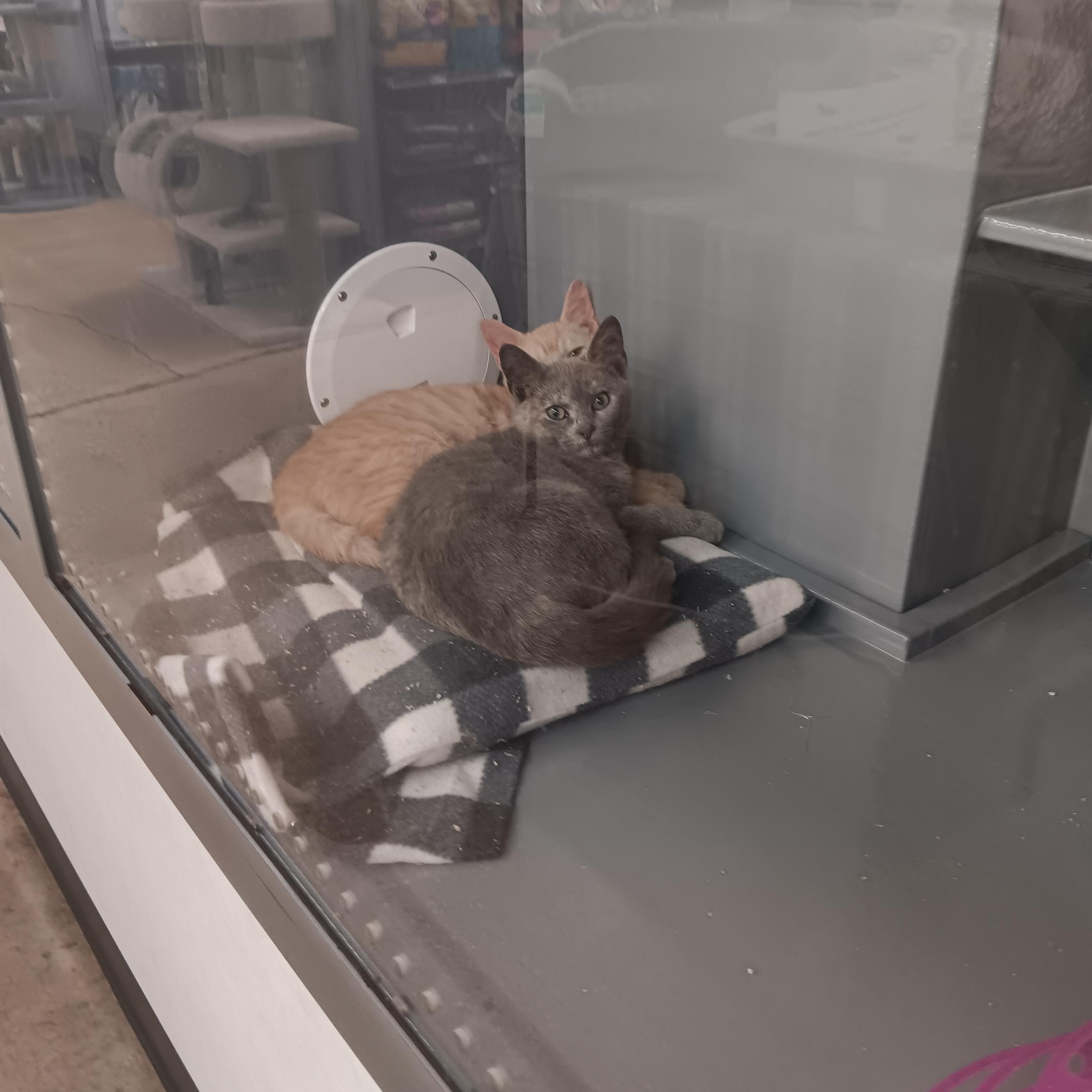 Arlo and Alma, ADOPTABLE, Kitten Male Domestic Short Hair.