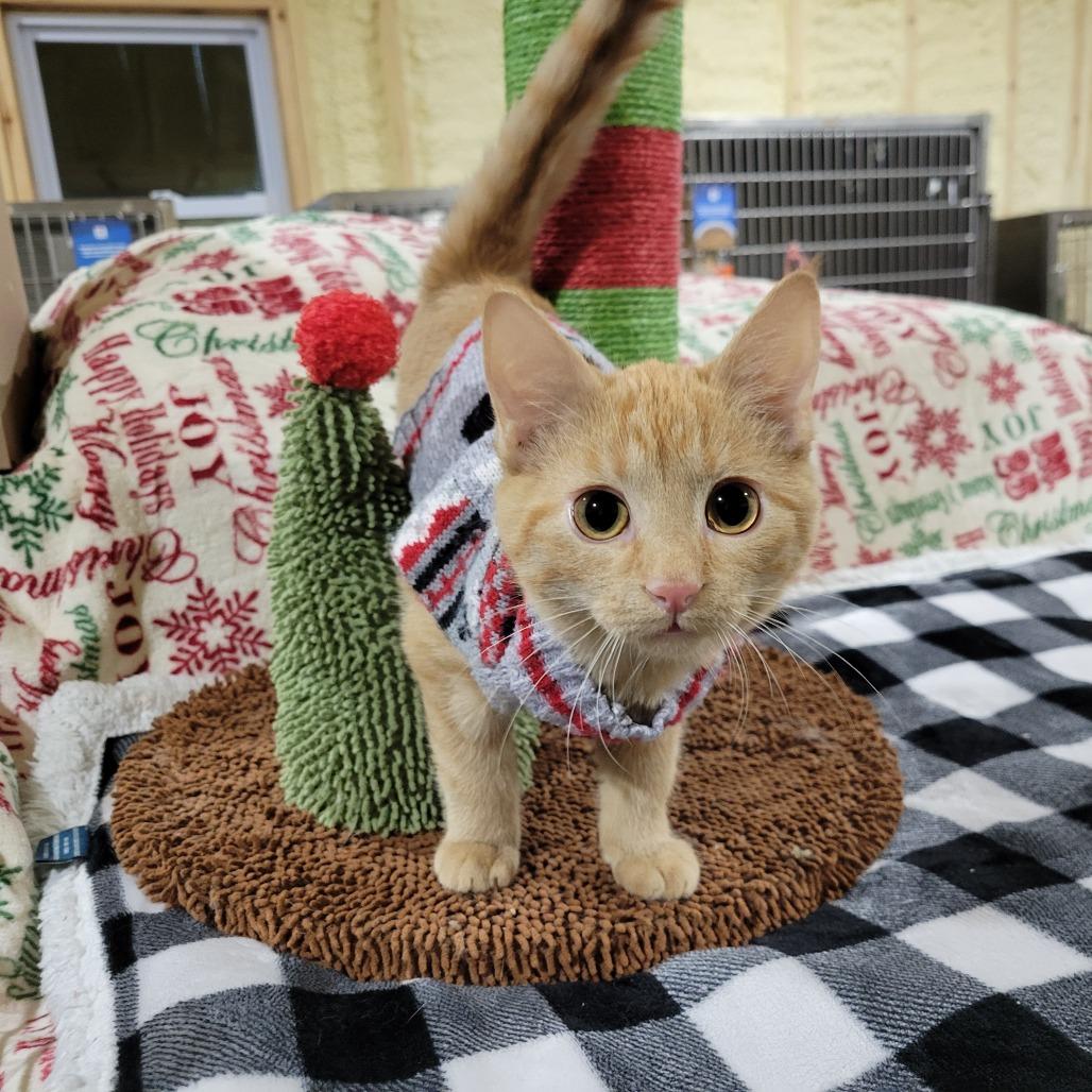 Daiquiri, a Adoptable Domestic Medium Hair in Park Falls, WI image 1/2