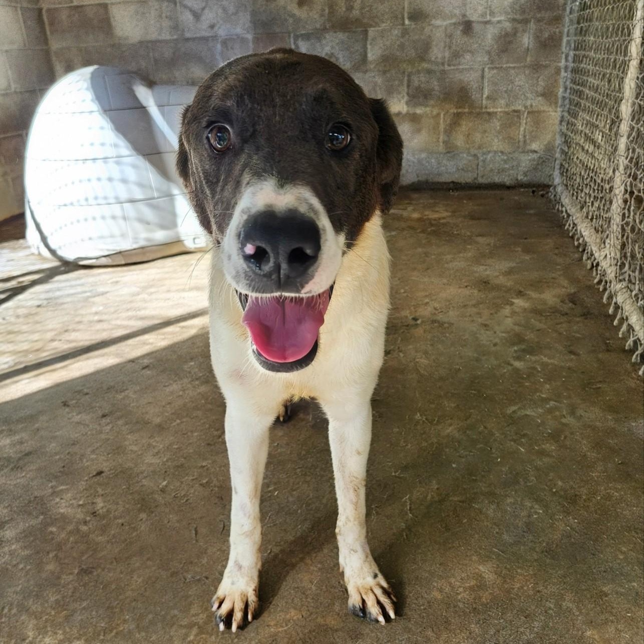 RICE, ADOPTABLE, Young Male Hound.