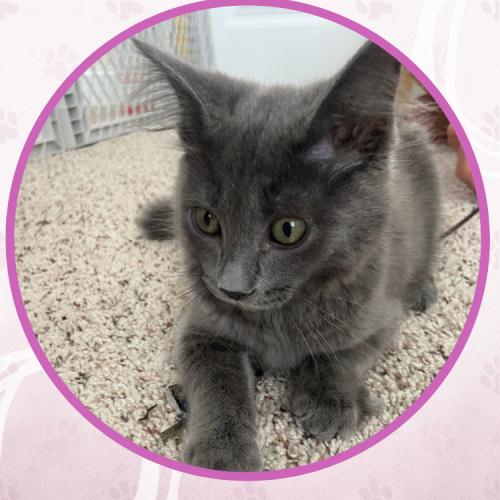 Enlarge Snap, a Adoptable Domestic Medium Hair in Toms River, NJ image 1/5