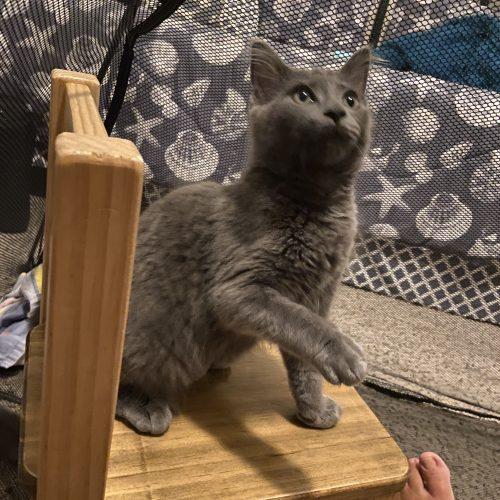 Enlarge Snap, a Adoptable Domestic Medium Hair in Toms River, NJ image 2/5