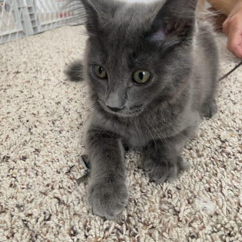 Enlarge Snap, a Adoptable Domestic Medium Hair in Toms River, NJ image 3/5