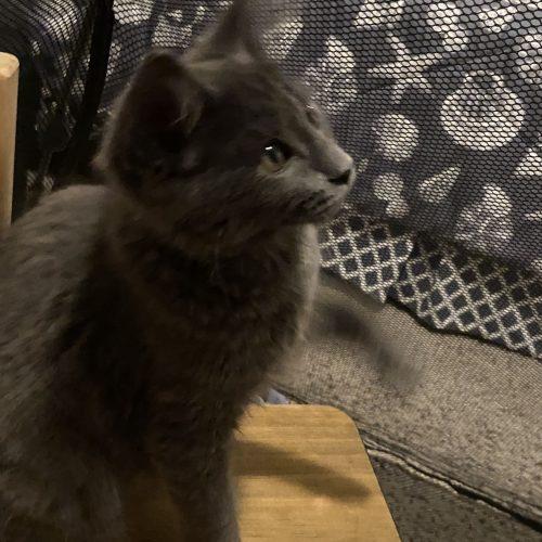 Enlarge Snap, a Adoptable Domestic Medium Hair in Toms River, NJ image 5/5