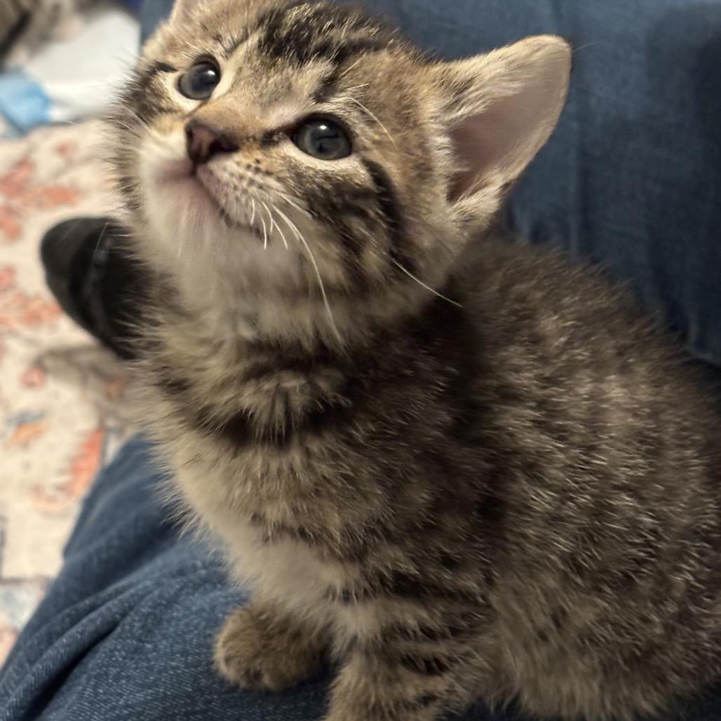 Frankie, Adoptable, Kitten Female Domestic Short Hair.