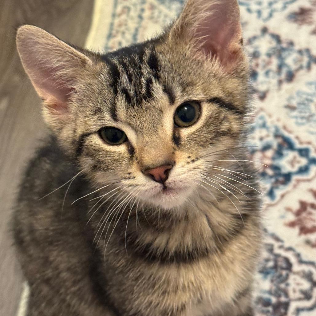 Frankie, a Adoptable Domestic Short Hair in Frederick, MD image 2/4