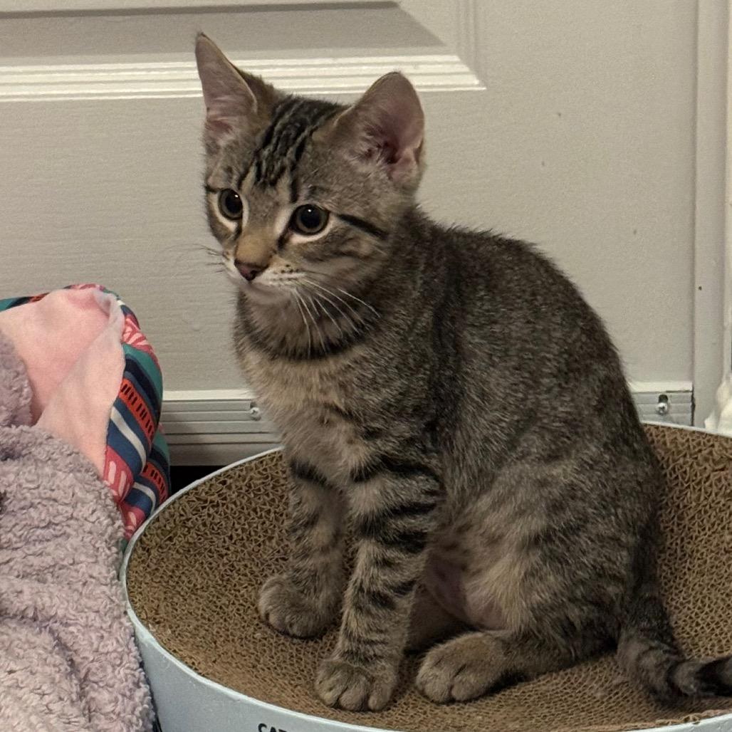 Frankie, a Adoptable Domestic Short Hair in Frederick, MD image 3/4