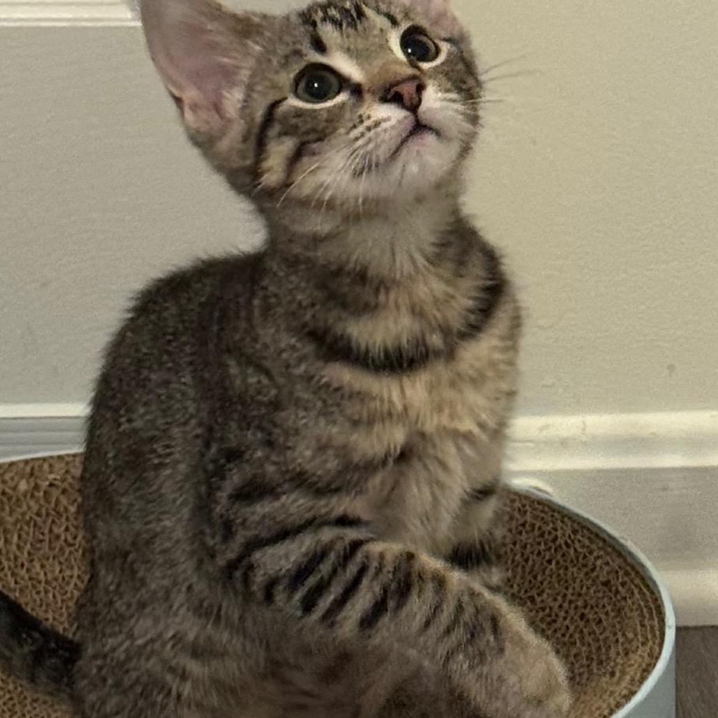 Frankie, a Adoptable Domestic Short Hair in Frederick, MD image 4/4